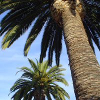 palmtrees.jpg