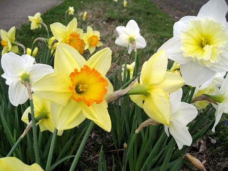 daffodils.jpg