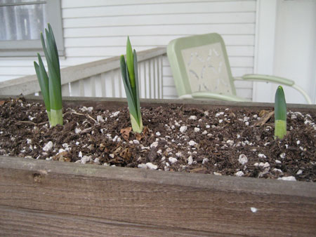 flowerbox.jpg