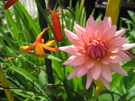 flower.jpg