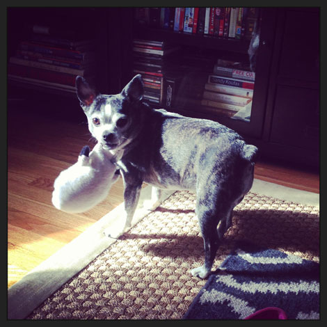 caninecompanion2